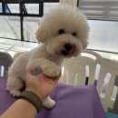 댕댕아리 이미지