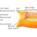네일잇고 이미지