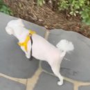 퍼피야놀자 | 🐶 노령견의 다시 걷는 기적✨ 메디퍼피 액티브 M으로 관절·근육 관리해요!