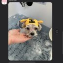 멍냥펫살롱 이미지