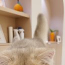 나비야 cat 이미지