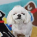 다온 펫 살롱 이미지