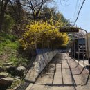 성포공원길1L | 260405) 안산벚꽃명소 노적봉 폭포공원에 꽃구경 다녀온 후기