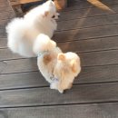 삼화카 이미지