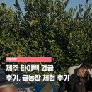 태수농장 | 제주타이벡감귤 후기｜당도 높은 겨울제철과일