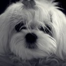 내사랑똥강아지 이미지