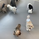 댕댕학당 이미지