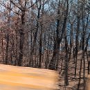 4월29일(화)산불현장 영덕 불루로드 길 걷다 이미지