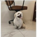 버블독 이미지