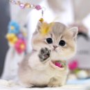 캣프렌즈 이미지