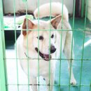 Big Dog(빅독) 이미지
