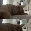 태기바이오 | 다짐은 이루지 못해