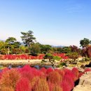 수피아플라워 이미지