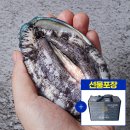 완도산전복산지직송 이미지