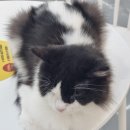 청주고양이카페아이캣유 이미지