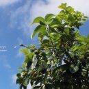 바끄레 민박 이미지