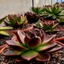 #돈마루 이미지