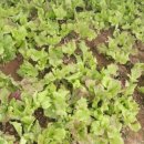 임천농장 이미지