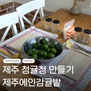 수제청 만들기 | 제주에인감귤밭 수제청 만들기｜서귀포카페에서 즐긴 제주 원데이클래