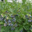 철마농장 이미지