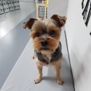 댕댕댕 유치원 이미지