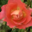 부여육종 이미지