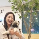 디어도그 이미지