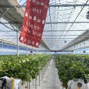 아우농장 | 🍓 [아기랑 갈만한 곳] 입장료 없는16개월 아기도 직접 따는 ‘장스베리 딸기 체험농장’