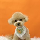 밍그루밍 이미지