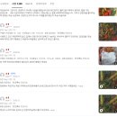 전주찬방 전국김치품평회 4회 수상 어린열무로 담근 국산 열무김치 후기들 공통점 정리