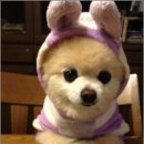 귀여운 강아지 이미지