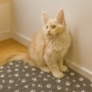 오케이독 이미지