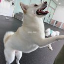 도그어스플래닛 영종도점 | 히바 다이어리🐶| 영종도 강아지 유치원 도그어스플래닛 등원 일기 ☀️📝🐾
