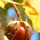 마로니에 이미지