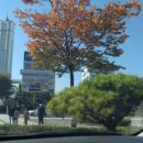 아만두여기요