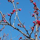 제일화원 이미지