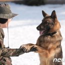 육군 군견훈련소 이미지