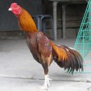‘국내 수입 닭고기 40% 차지’ 브라질 회사, 썩은 닭고기 수출 적발 이미지