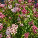 등골농장 이미지