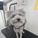 허그멍뭉이# 이미지