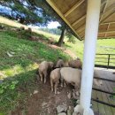 정선목장 이미지