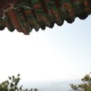 왜둘기 이미지