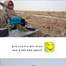 붕어부부