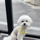바닐라 애견샵 네이버블로그