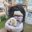 올블링 펫 부티끄 애견용품 이미지