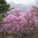 불광1-019 Daum카페