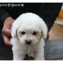 바버펫 이미지