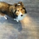 정이룸 동물병원 이미지