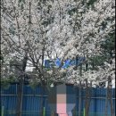 자연휴