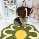 오독안심분양센터 강아지분양 고양이분양 목동점 이미지